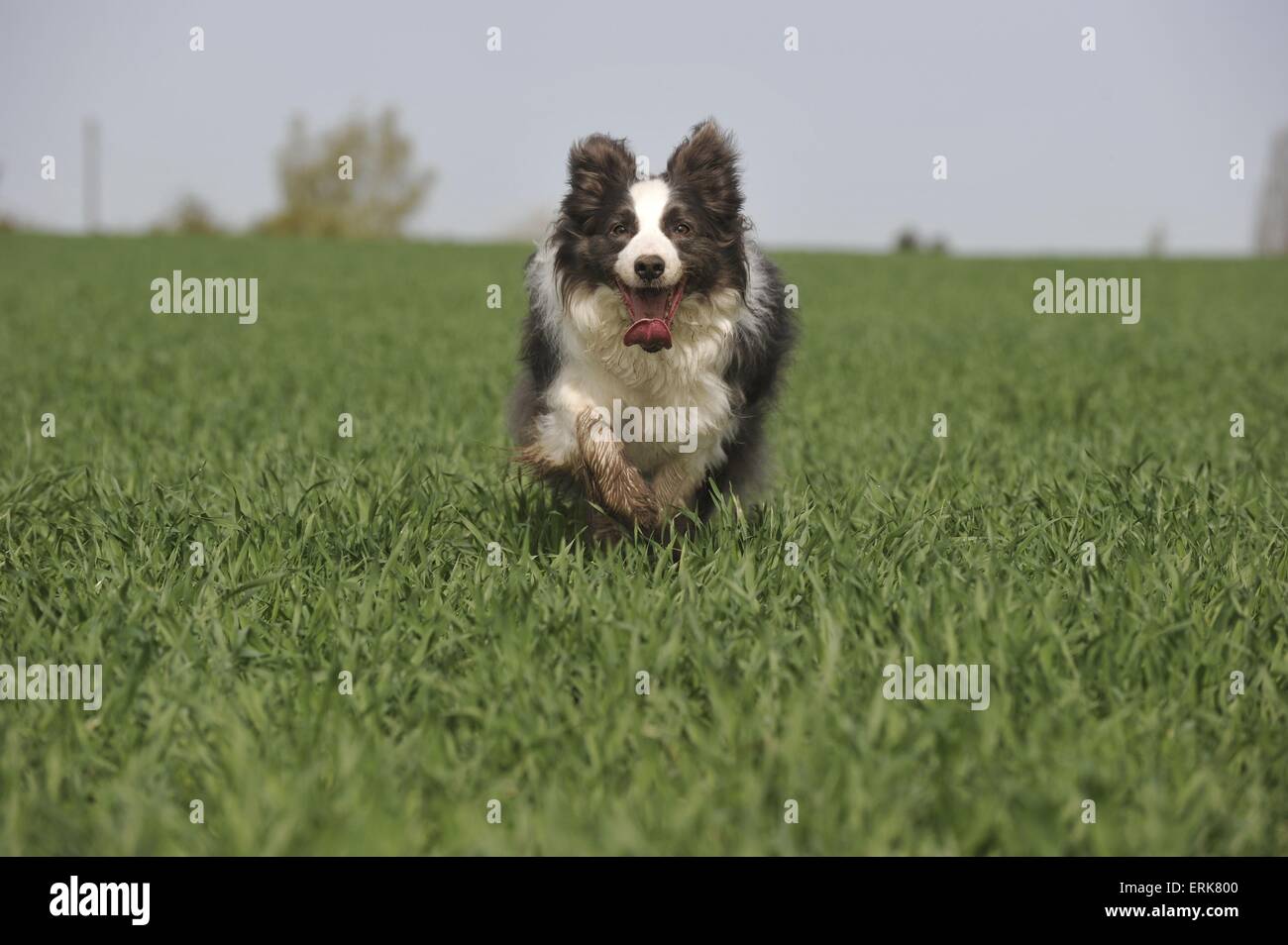 running Border Collie Stock Photo - Alamy