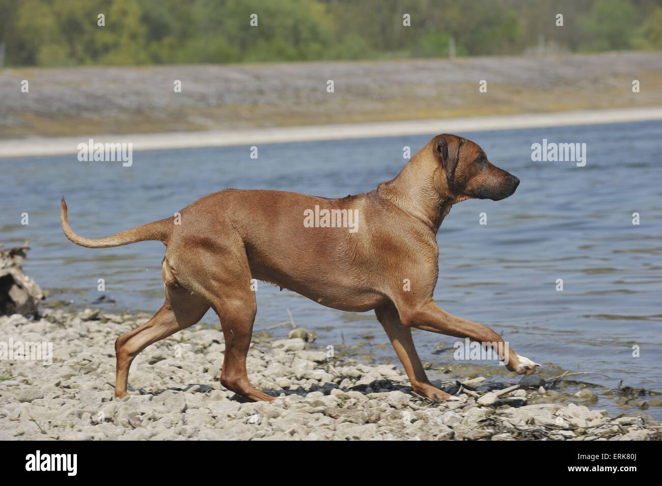 running Rhodesian Ridgeback Stock Photo - Alamy