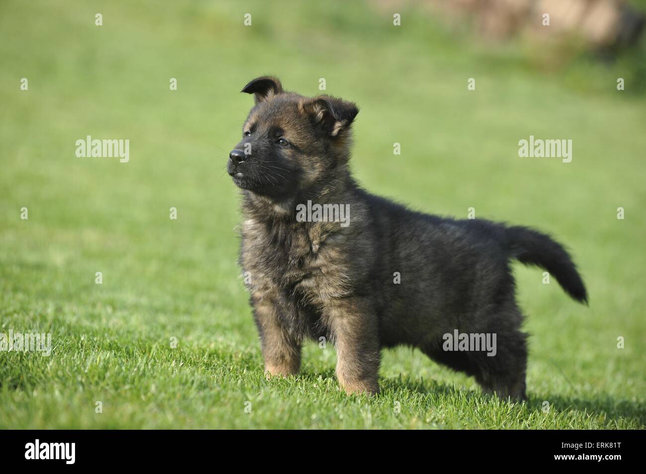 German Shepherd Puppy Stock Photo Alamy