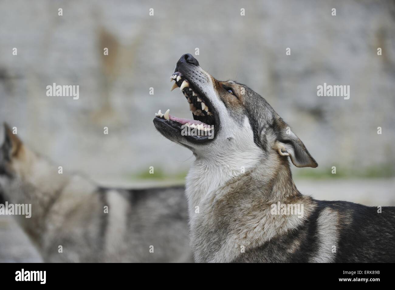 Czechoslovakian Wolfdog Portrait Stock Photo Alamy