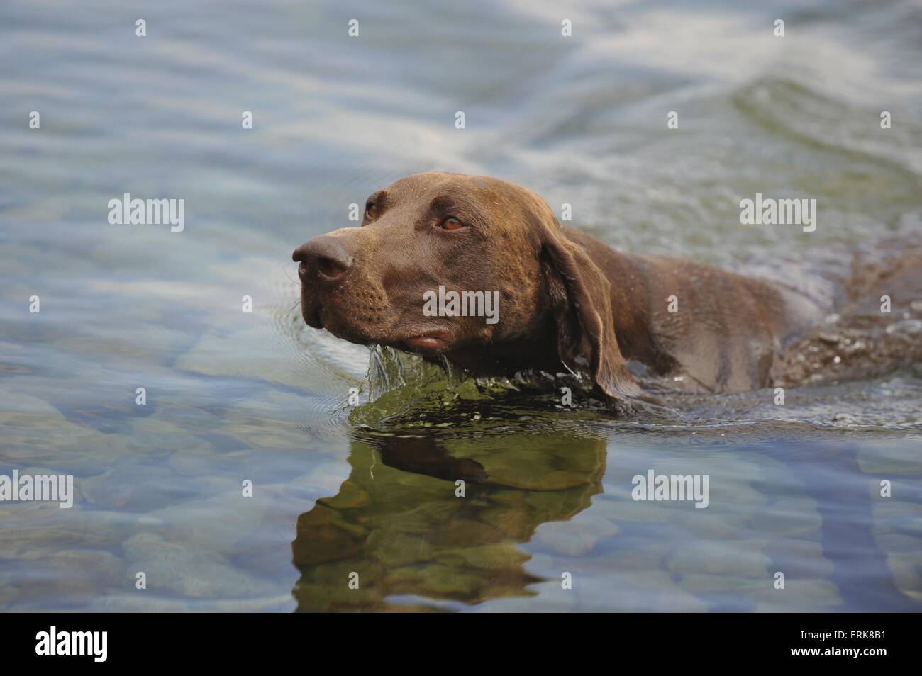 swimming German shorthaired Pointer Stock Photo