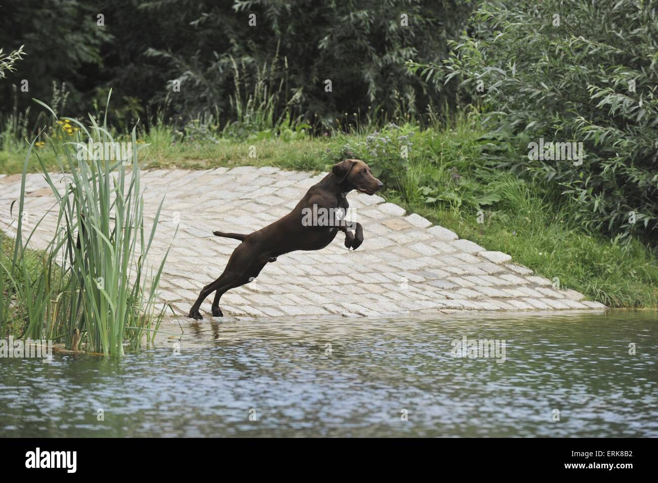 jumping German shorthaired Pointer Stock Photo