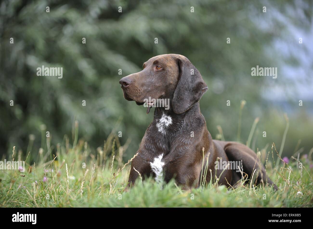lying German shorthaired Pointer Stock Photo
