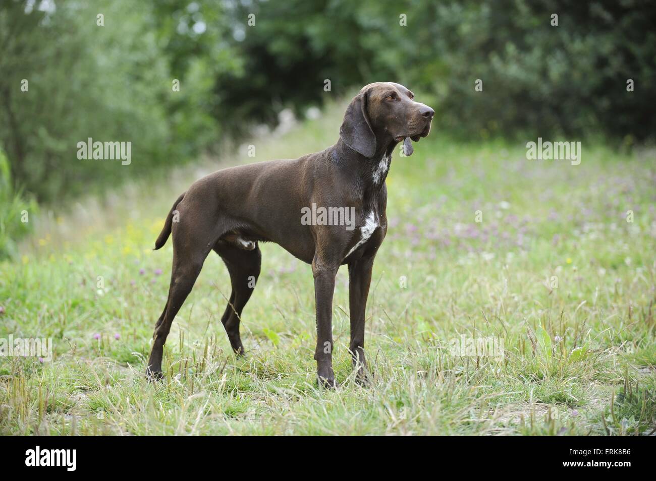 German shorthaired Pointer Stock Photo