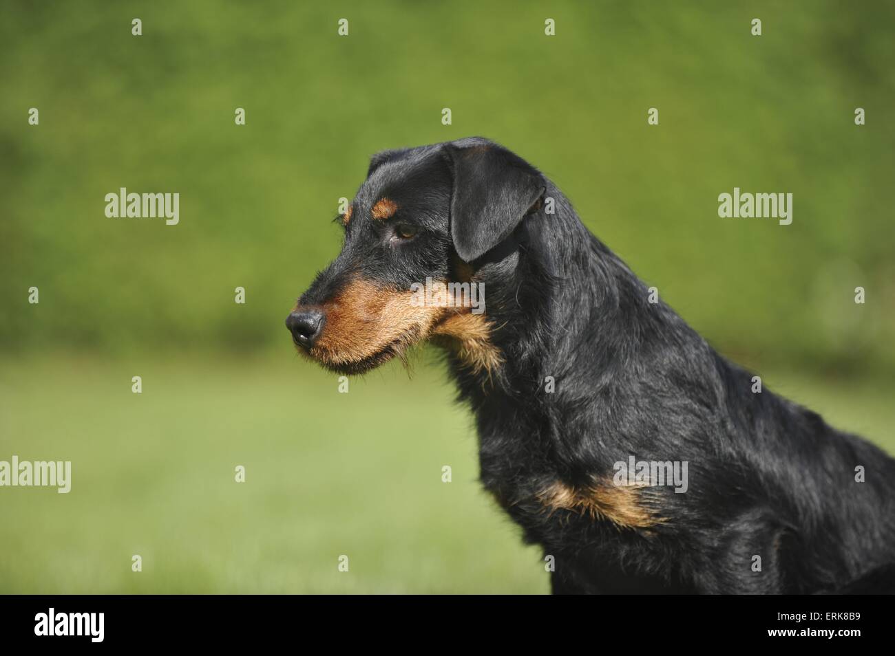 german hunting terrier portrait Stock Photo
