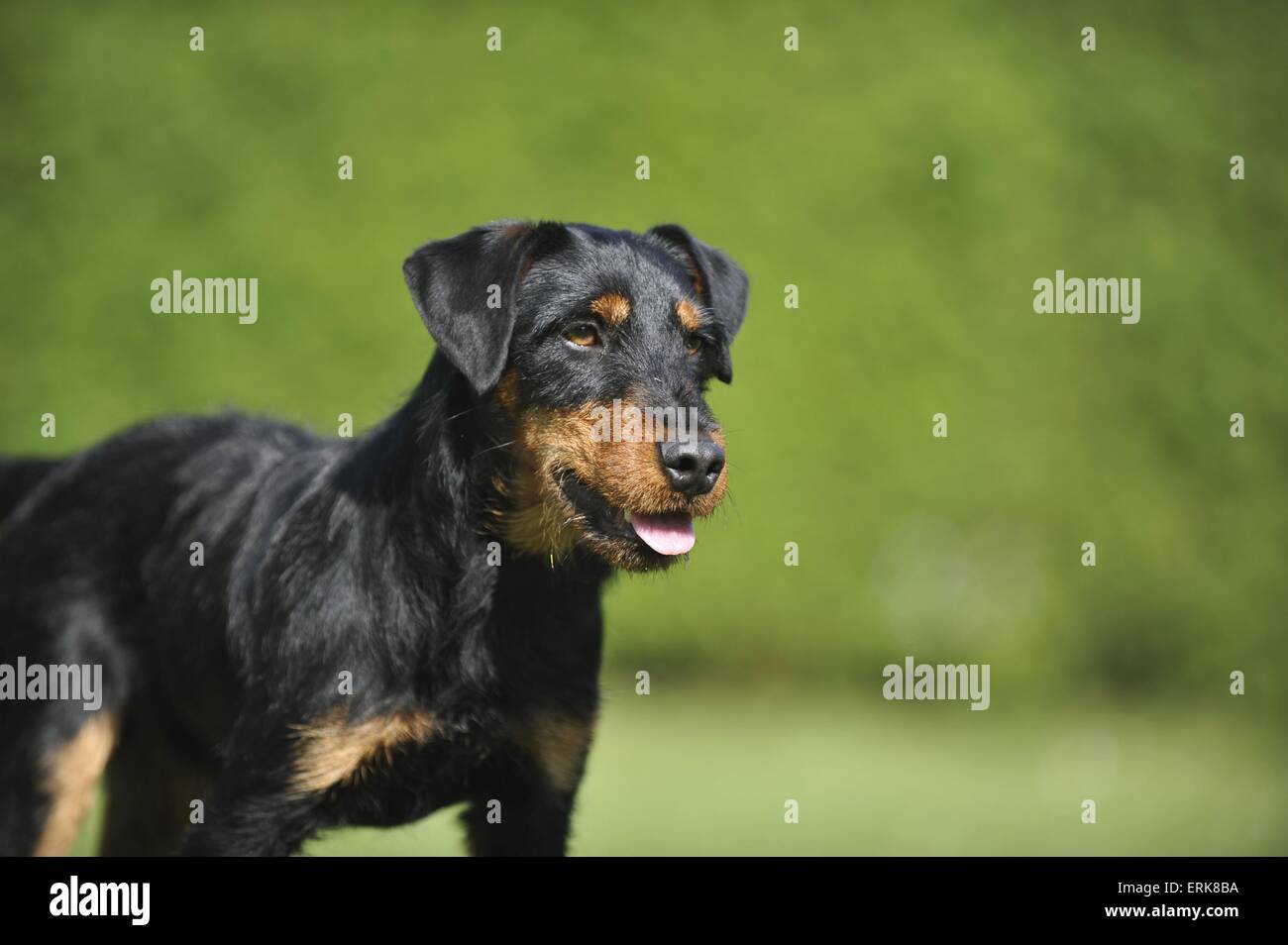 german hunting terrier portrait Stock Photo