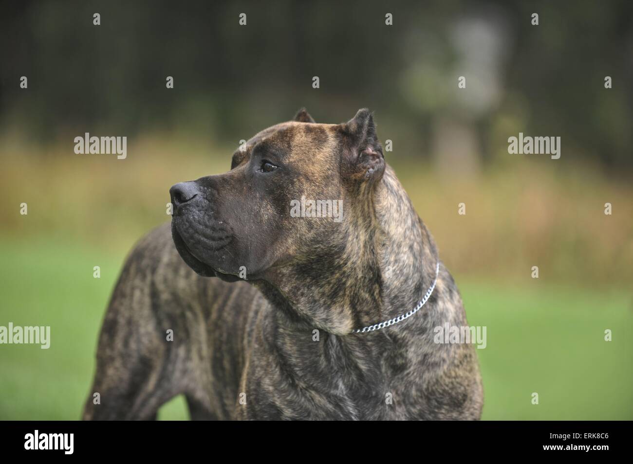 Dogo canario hi-res stock photography and images - Alamy