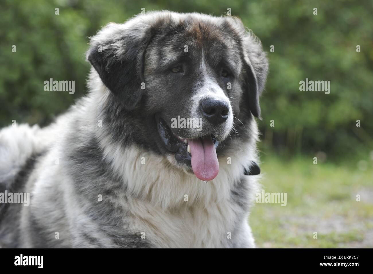 Germanic Beardog Portrait Stock Photo