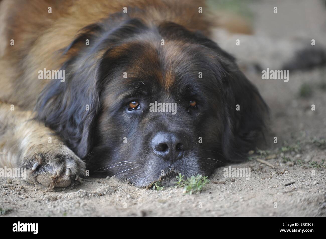 Germanic Beardog Stock Photo