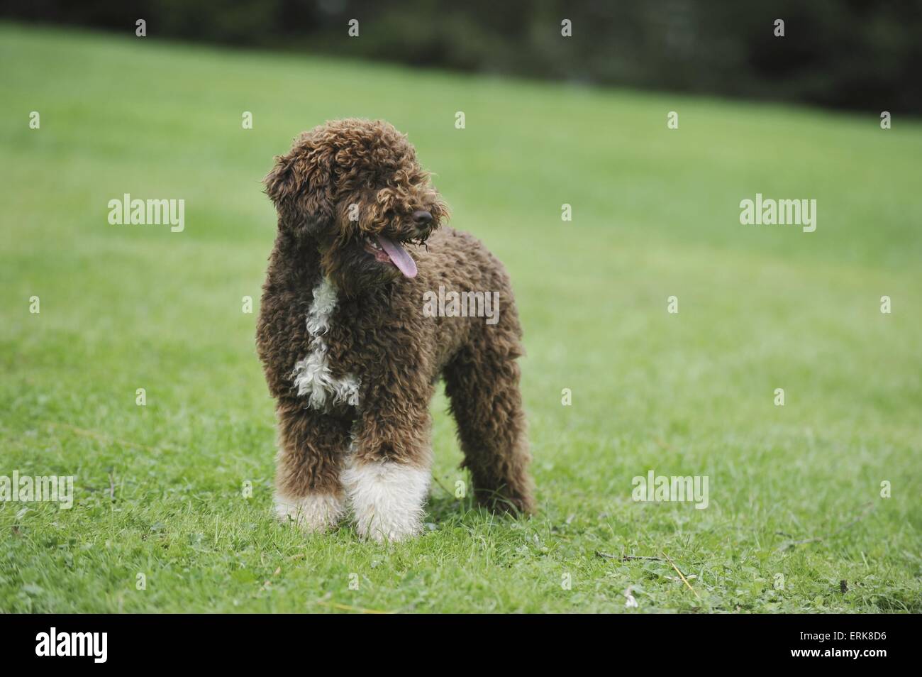 Lagotto Romagnolo High Resolution Stock Photography and Images - Alamy