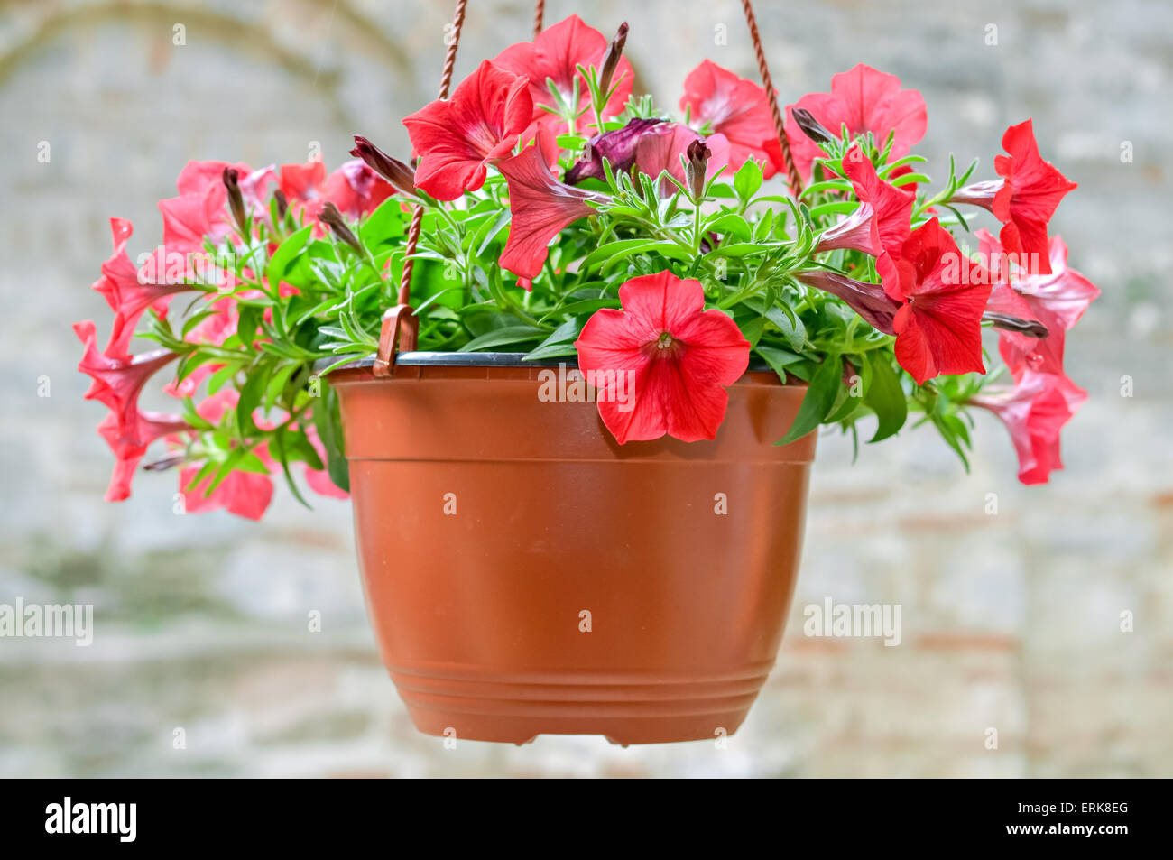 Hanging flower flowers basket hi-res stock photography and images - Alamy