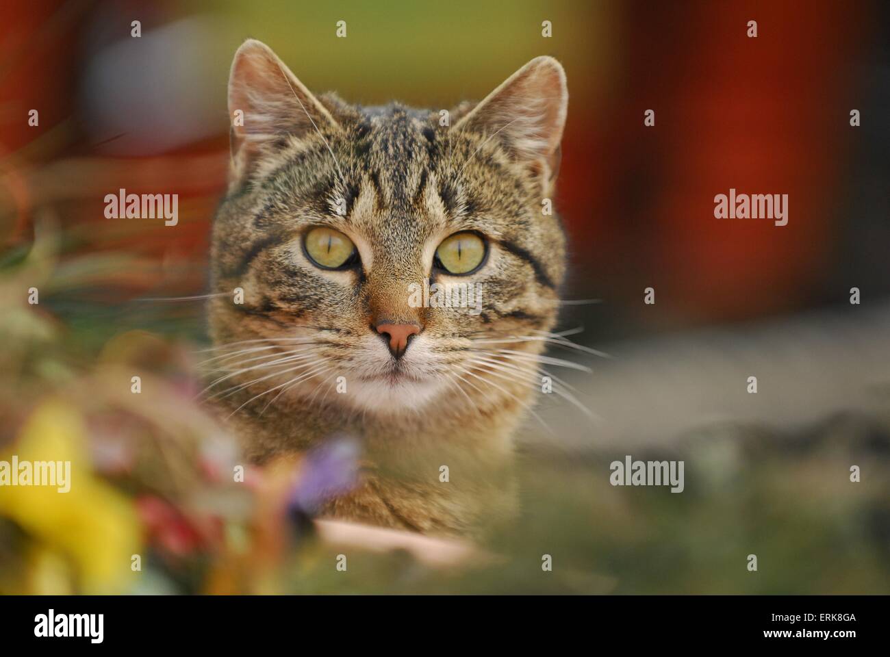 domestic cat portrait Stock Photo - Alamy
