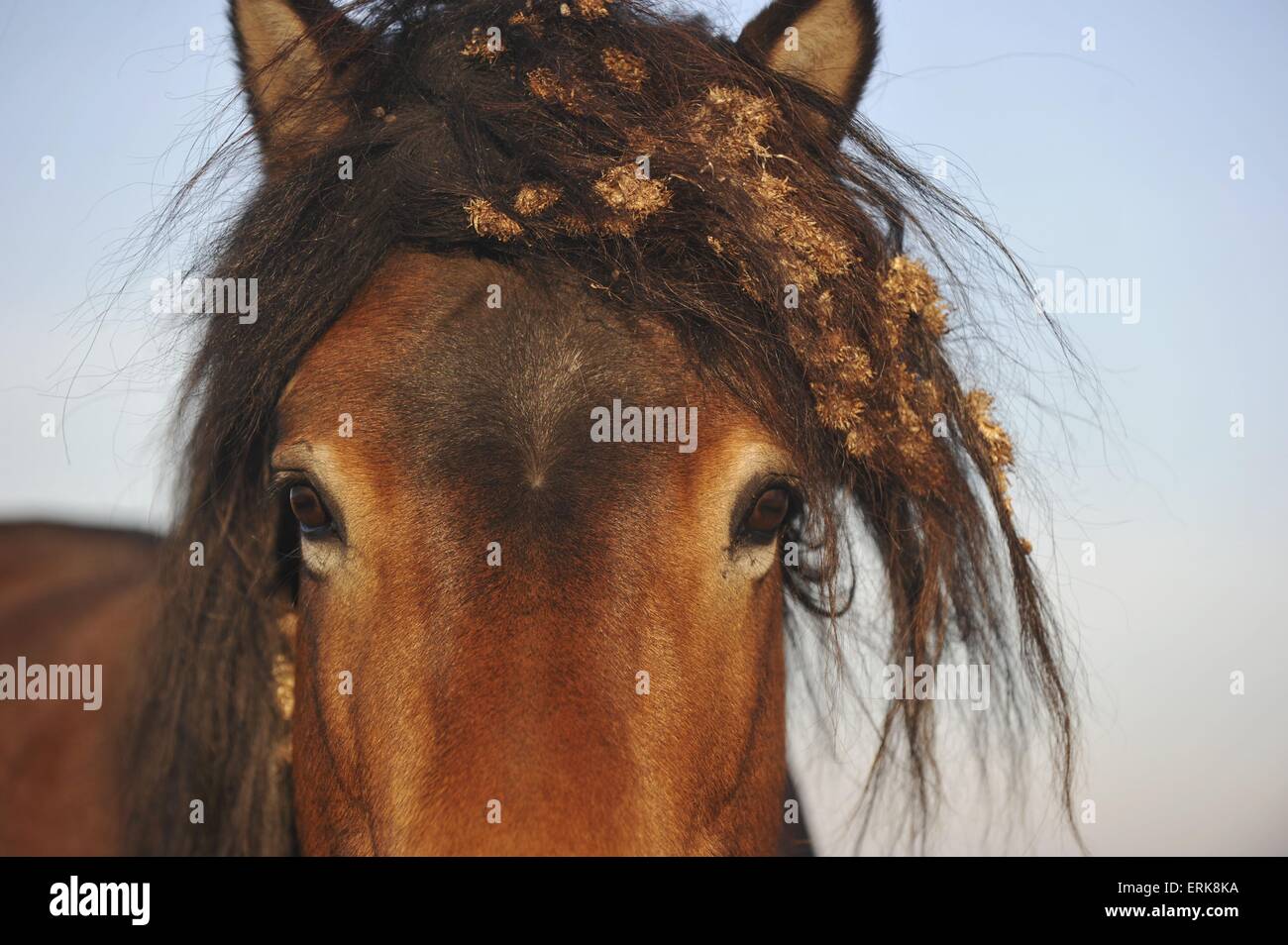Exmoor-Pony eyes Stock Photo