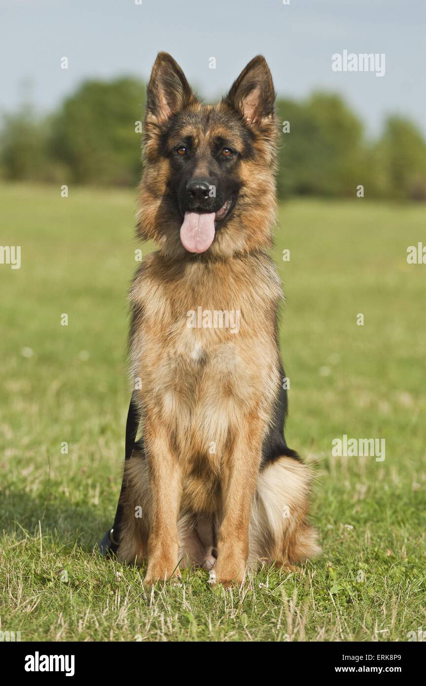 sitting German Shepherd Stock Photo Alamy