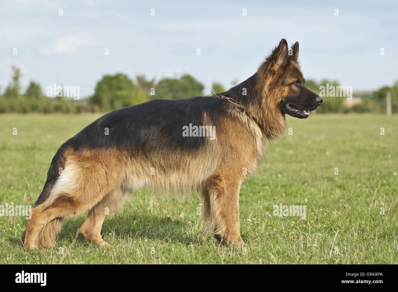 German Shepherd Stock Photo