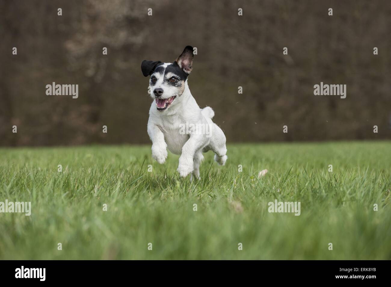 running Jack Russell Terrier Stock Photo Alamy