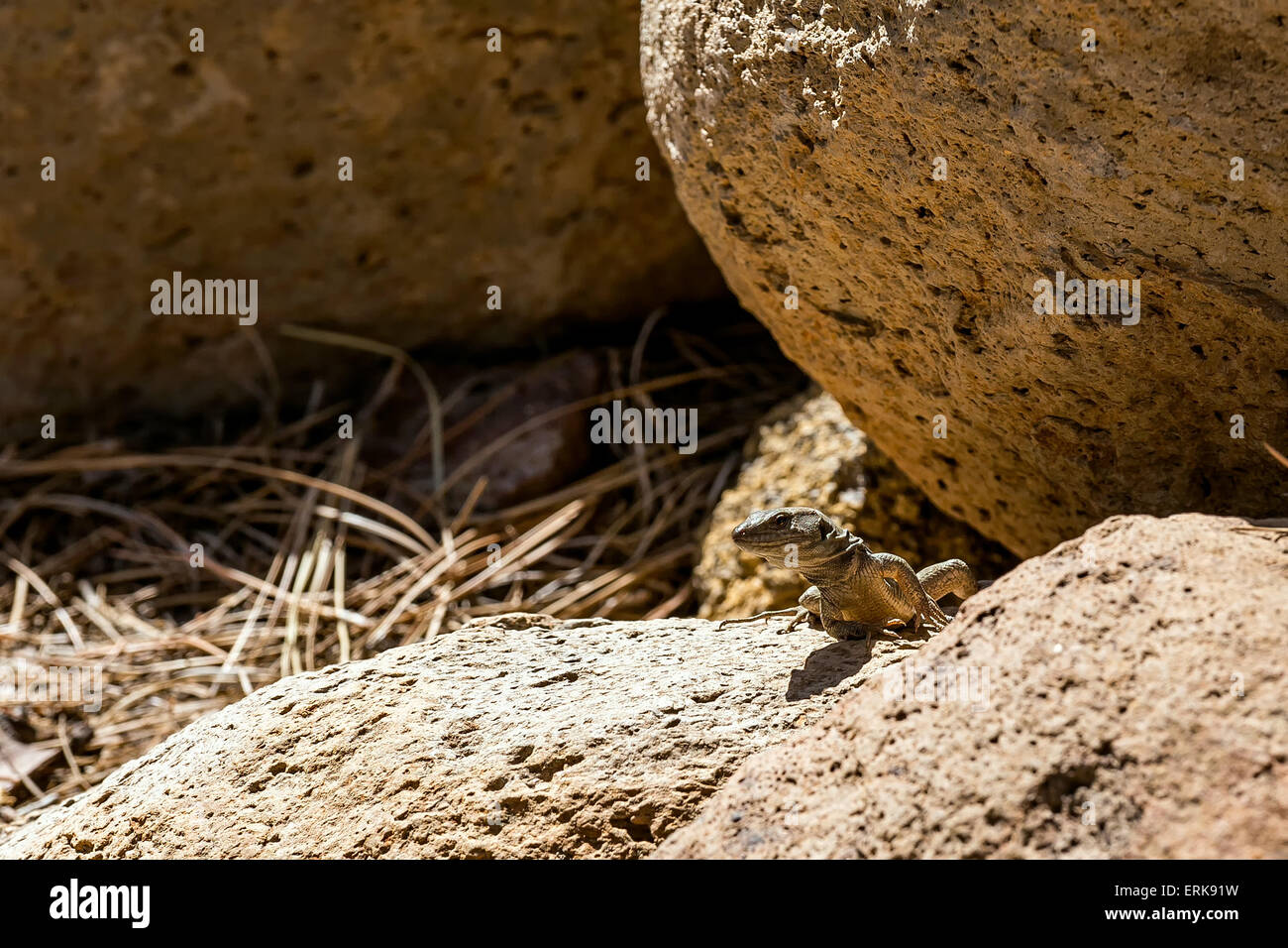 Lizard or lacertian reptile sitting on stone Stock Photo