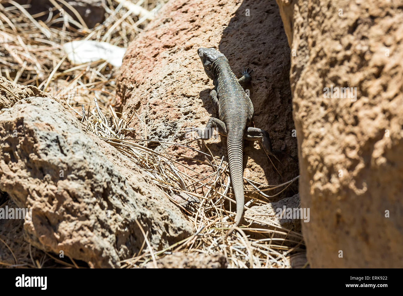 Lizard or lacertian reptile sitting on ground with dry grass Stock Photo