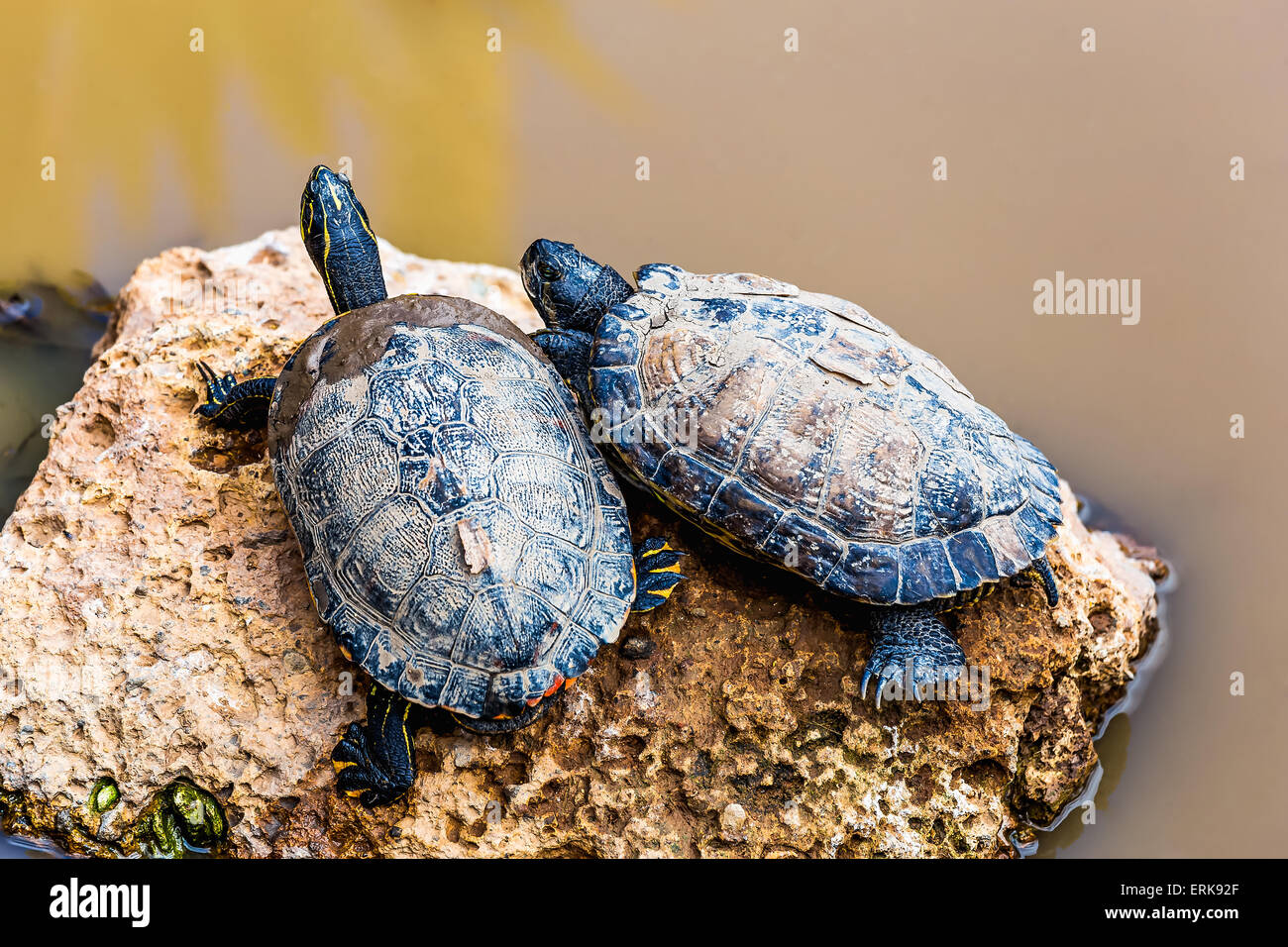 Swamp turtle hi-res stock photography and images - Alamy
