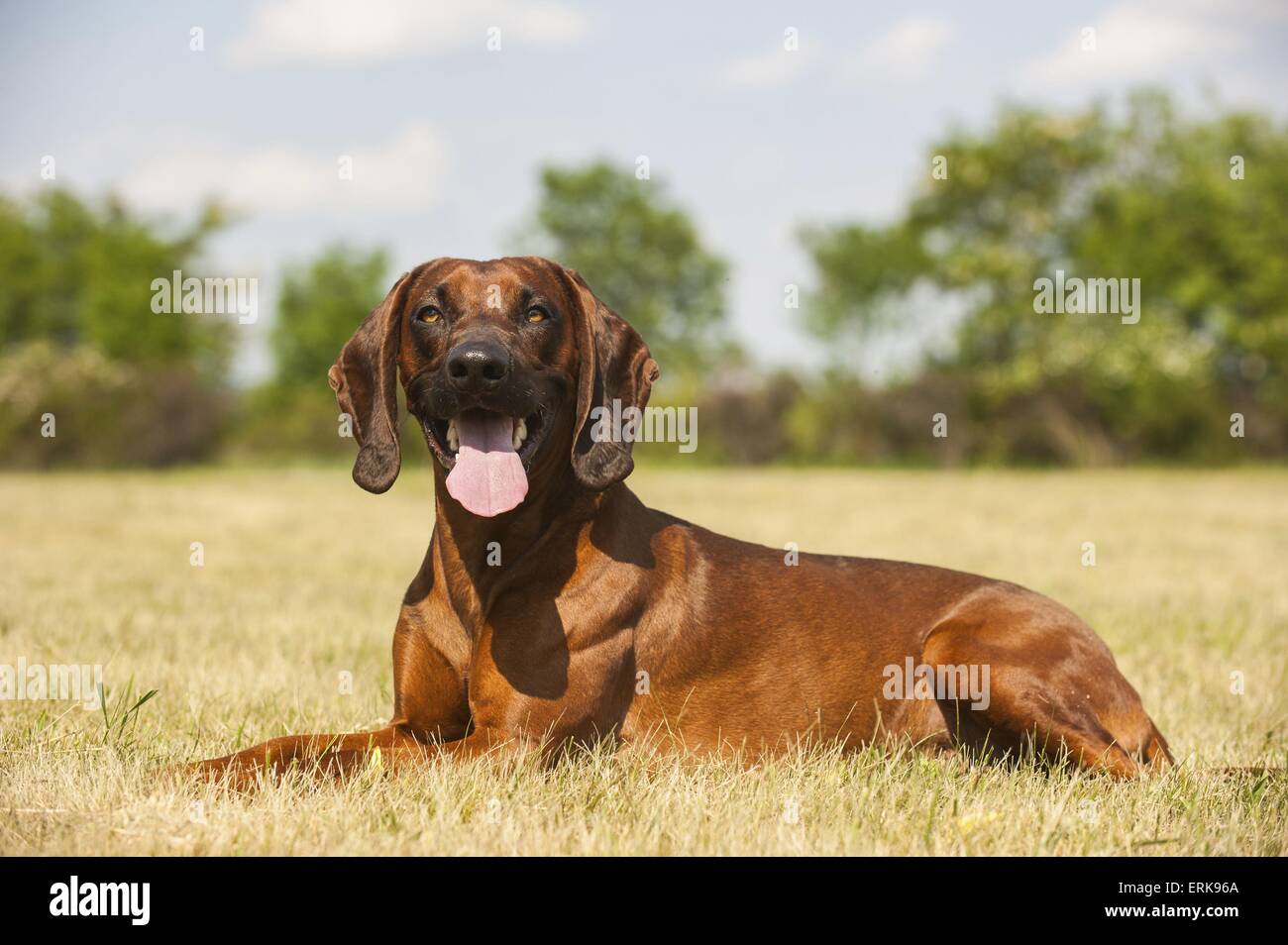 lying hound Stock Photo