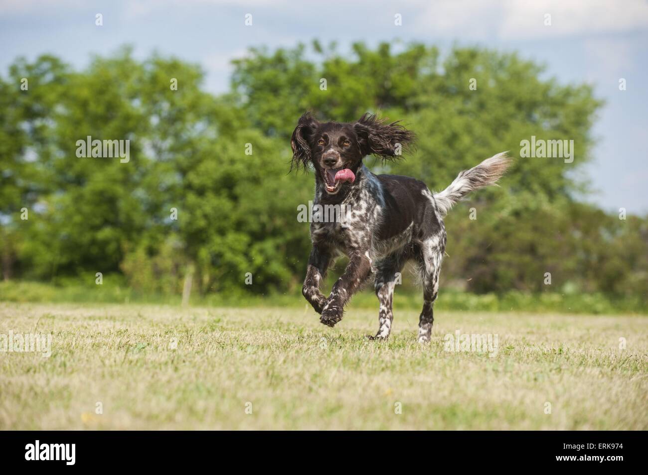 running German longhaired Pointer Stock Photo - Alamy