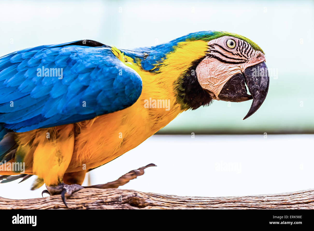 Blue and Gold or yellow Macaw parrot siting on wooden perch in zoo Stock Photo