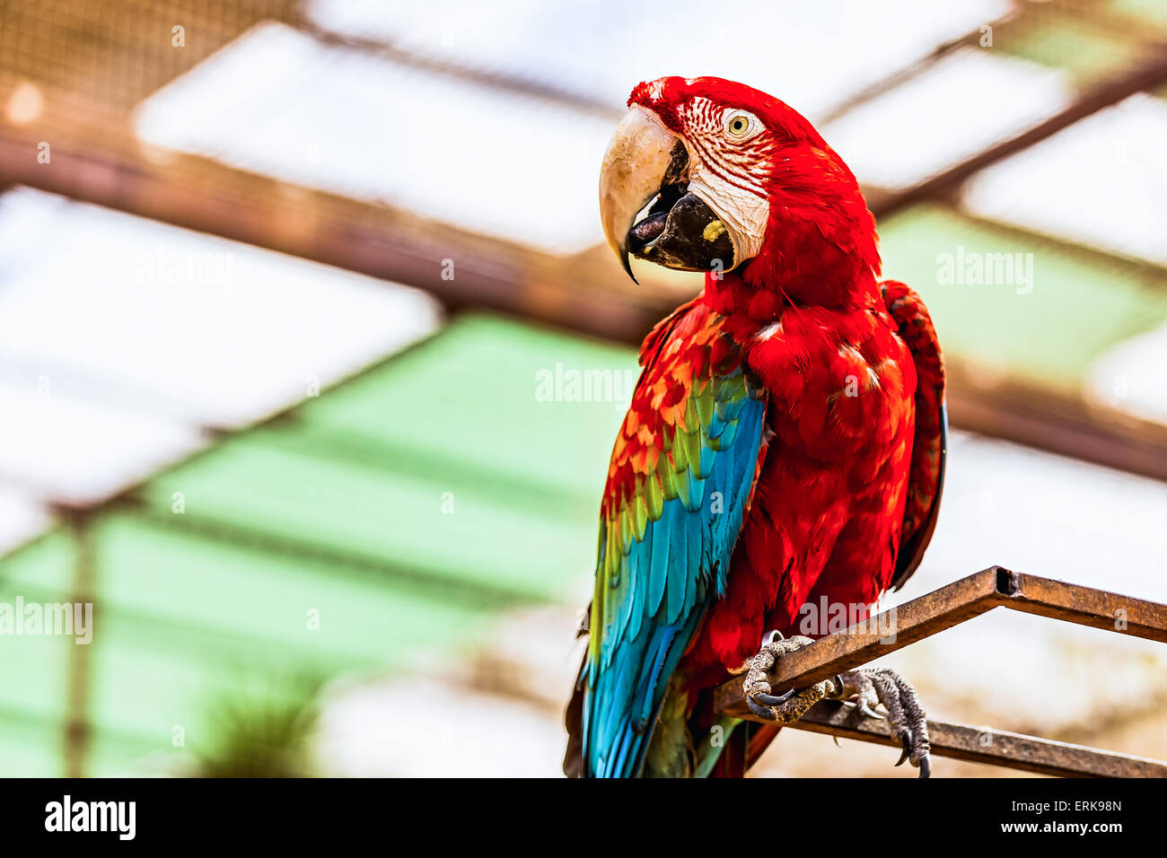 Red Macaw or Ara cockatoos parrot siting on metal perch Stock Photo