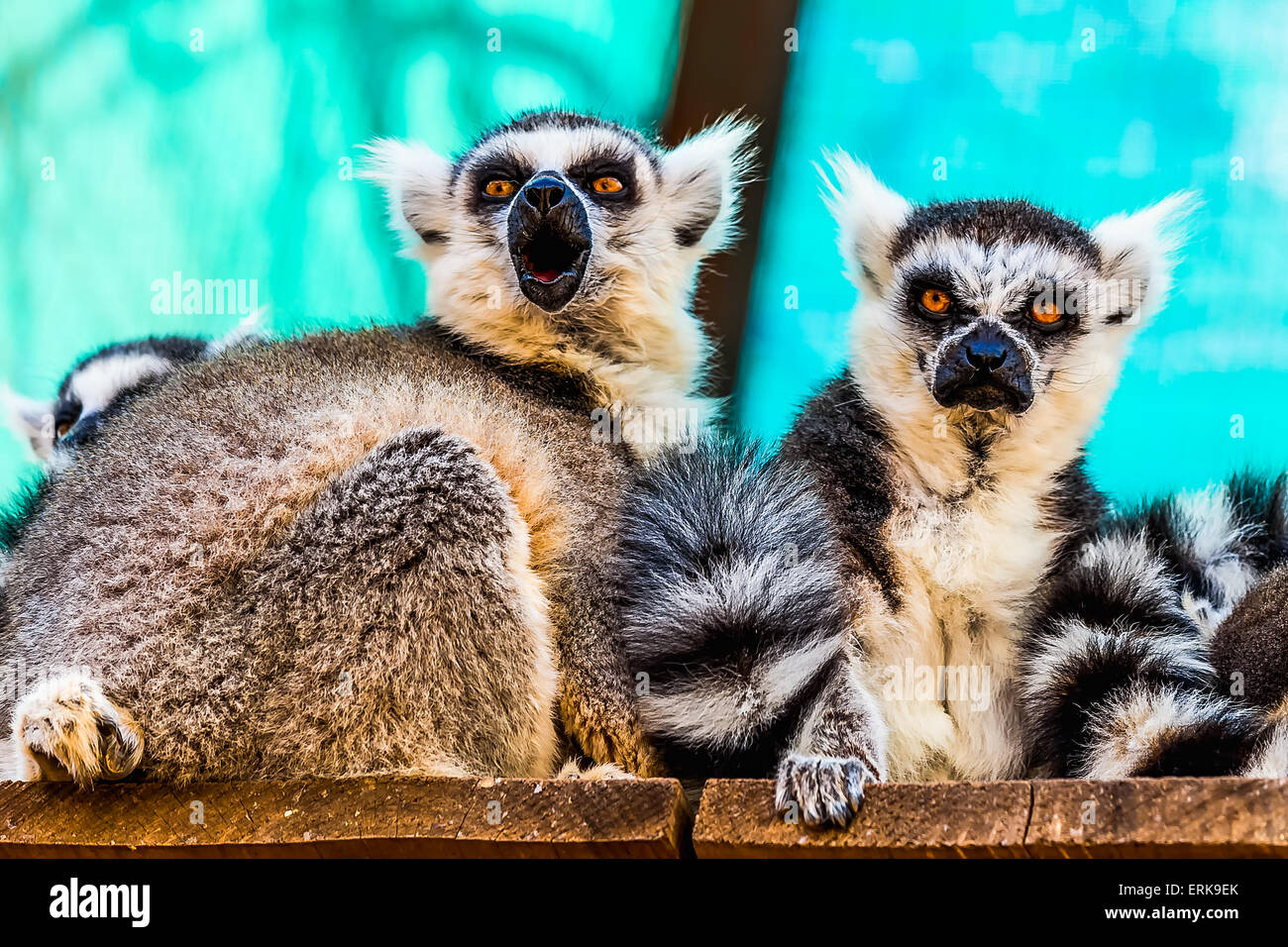 Lemurs sitting on  wood  planks surface in zoo Stock Photo