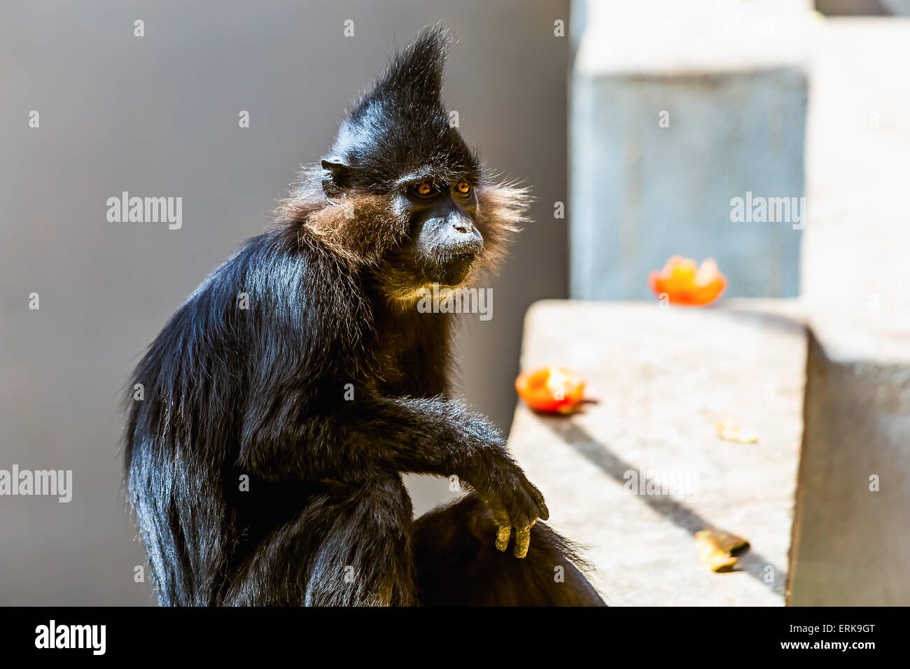 Black monkey in zoo Stock Photo