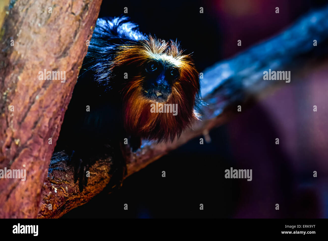 Black monkey titi leon or golden-headed leon sitting on tree branch in zoo Stock Photo