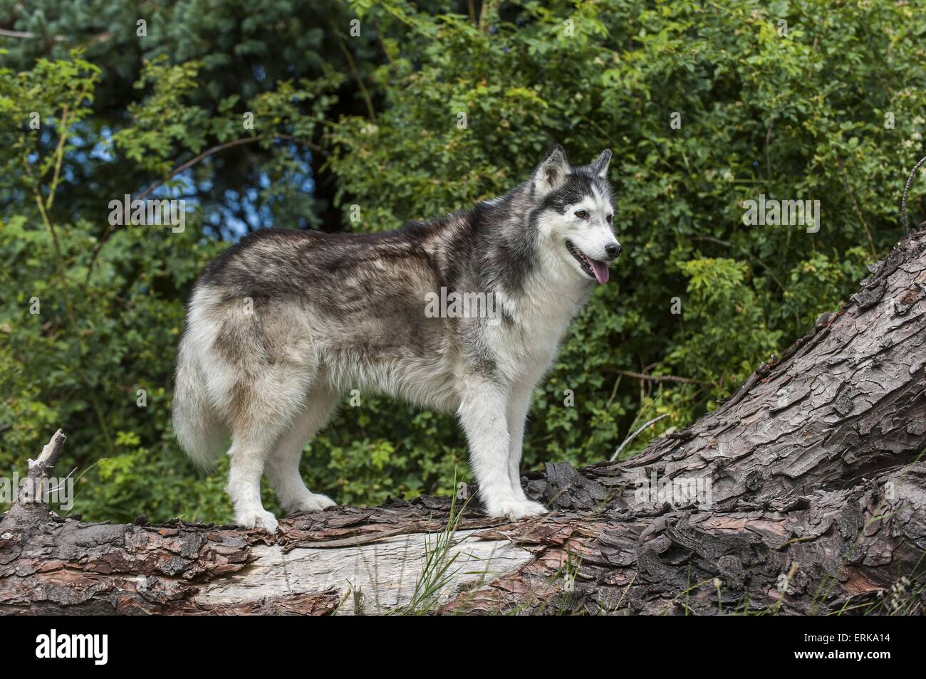 Siberian Husky Stock Photo