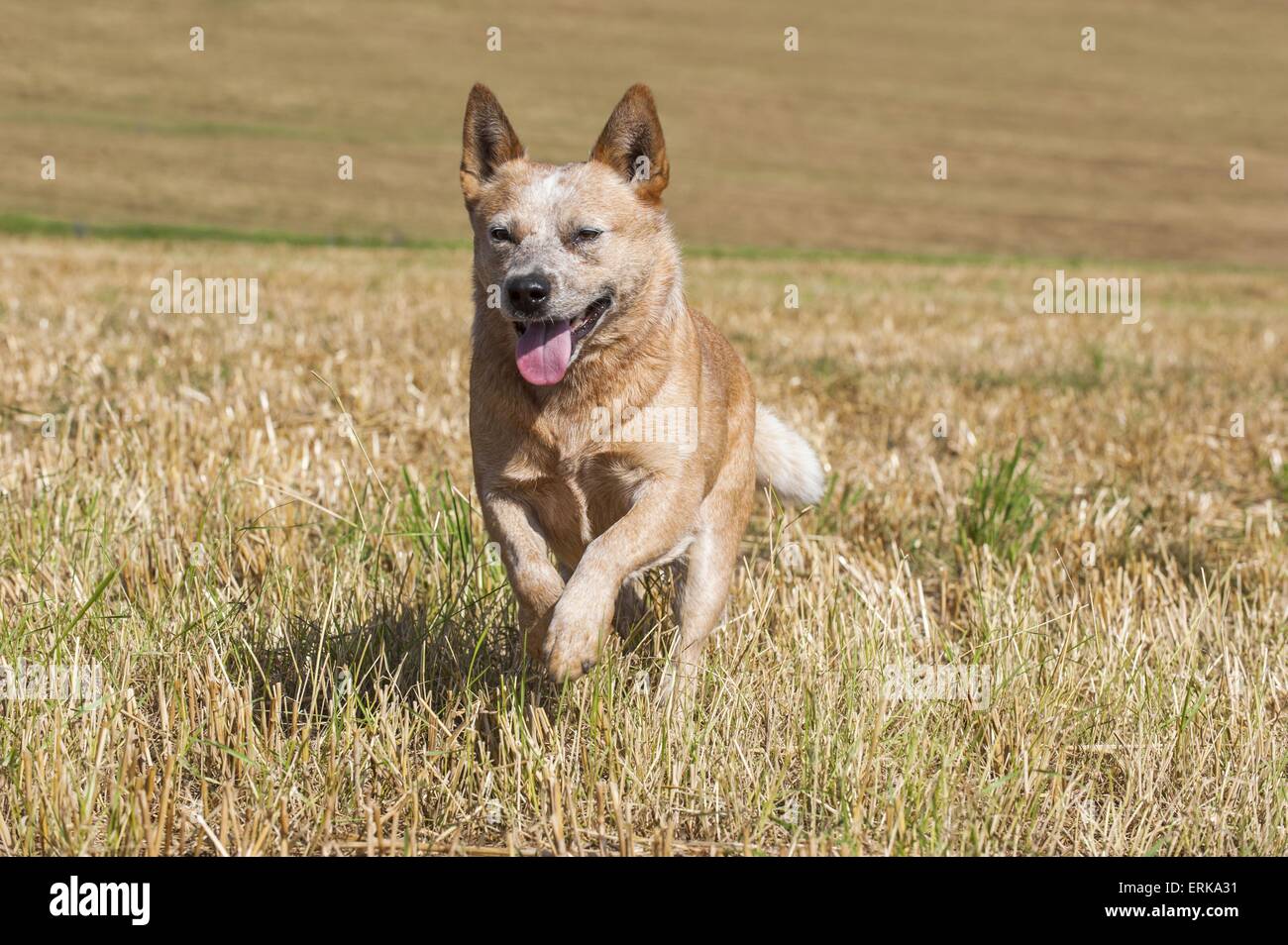 running Australian Cattle Dog Stock Photo
