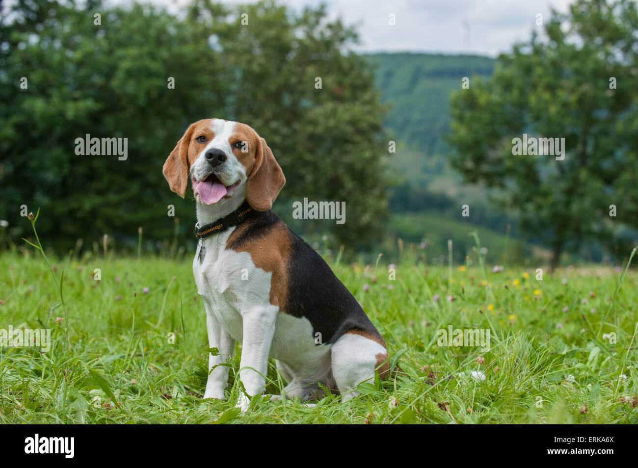 Beagle Adult Hi res Stock Photography And Images Alamy