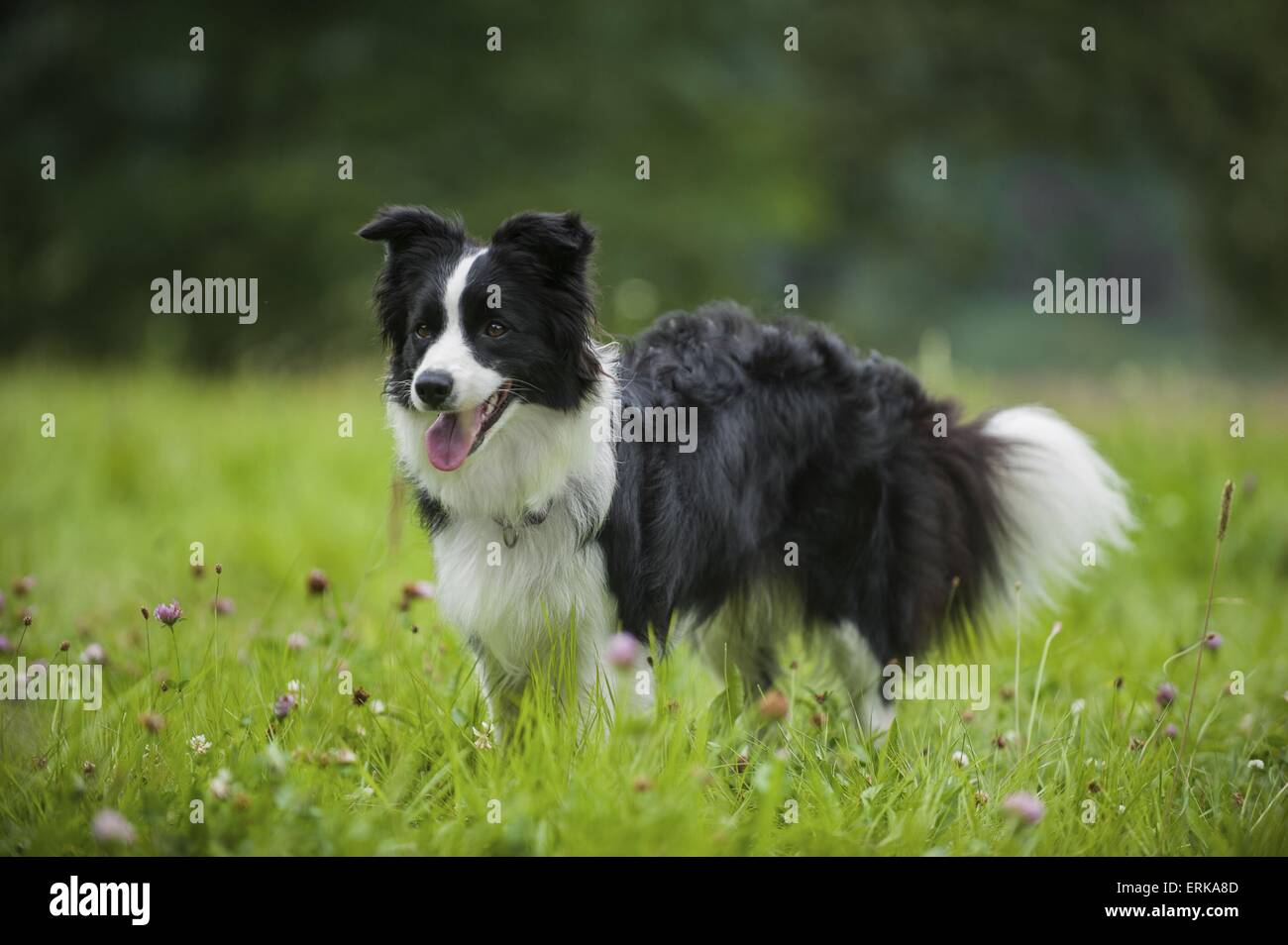 Border Collie Stock Photo