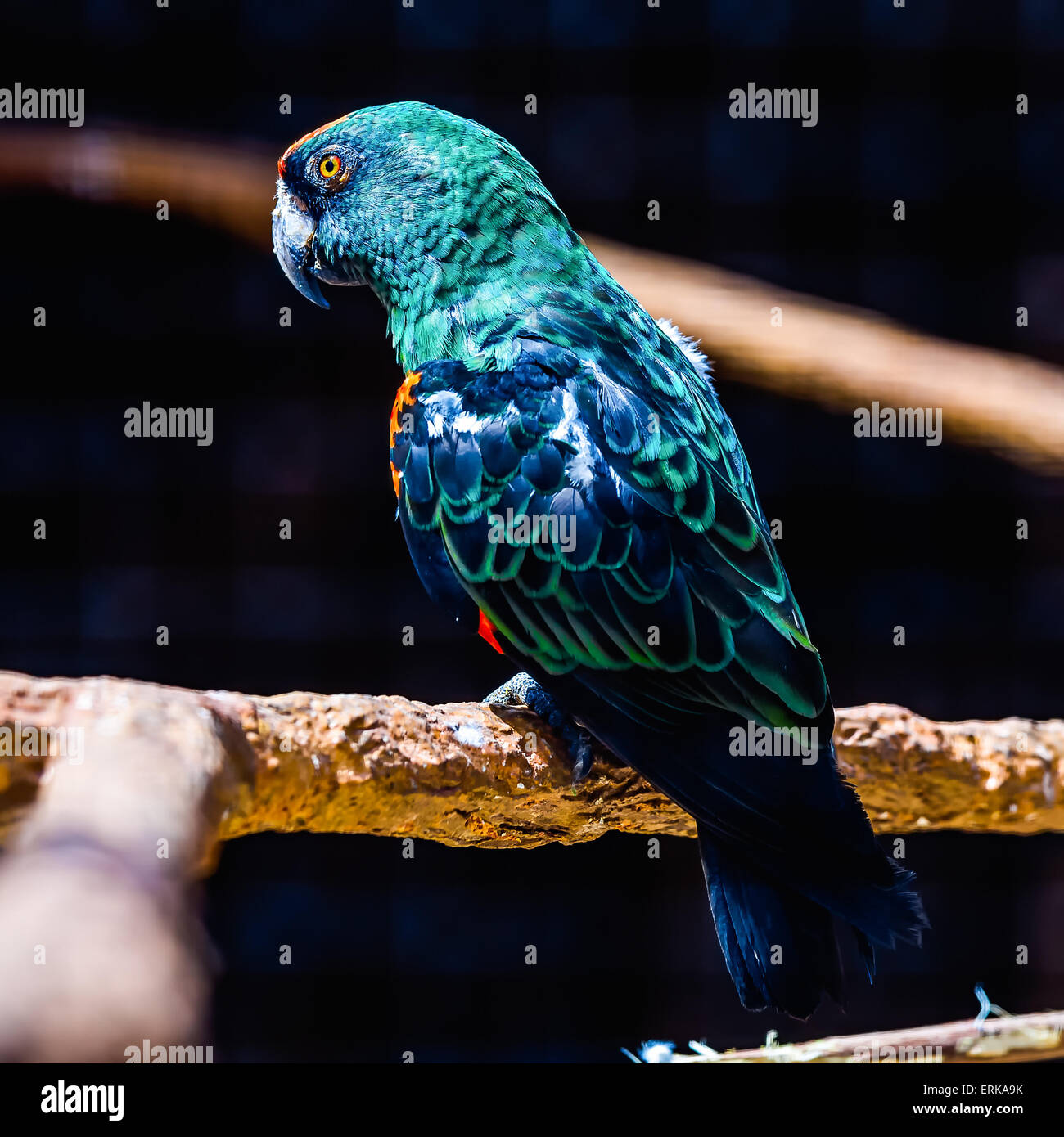 Blue and green parrot siting on wooden perch in zoo Stock Photo