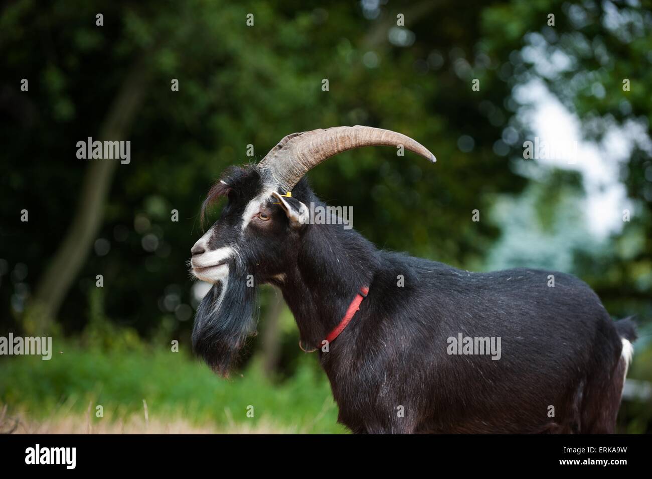 Black billy goat collar hires stock photography and images Alamy
