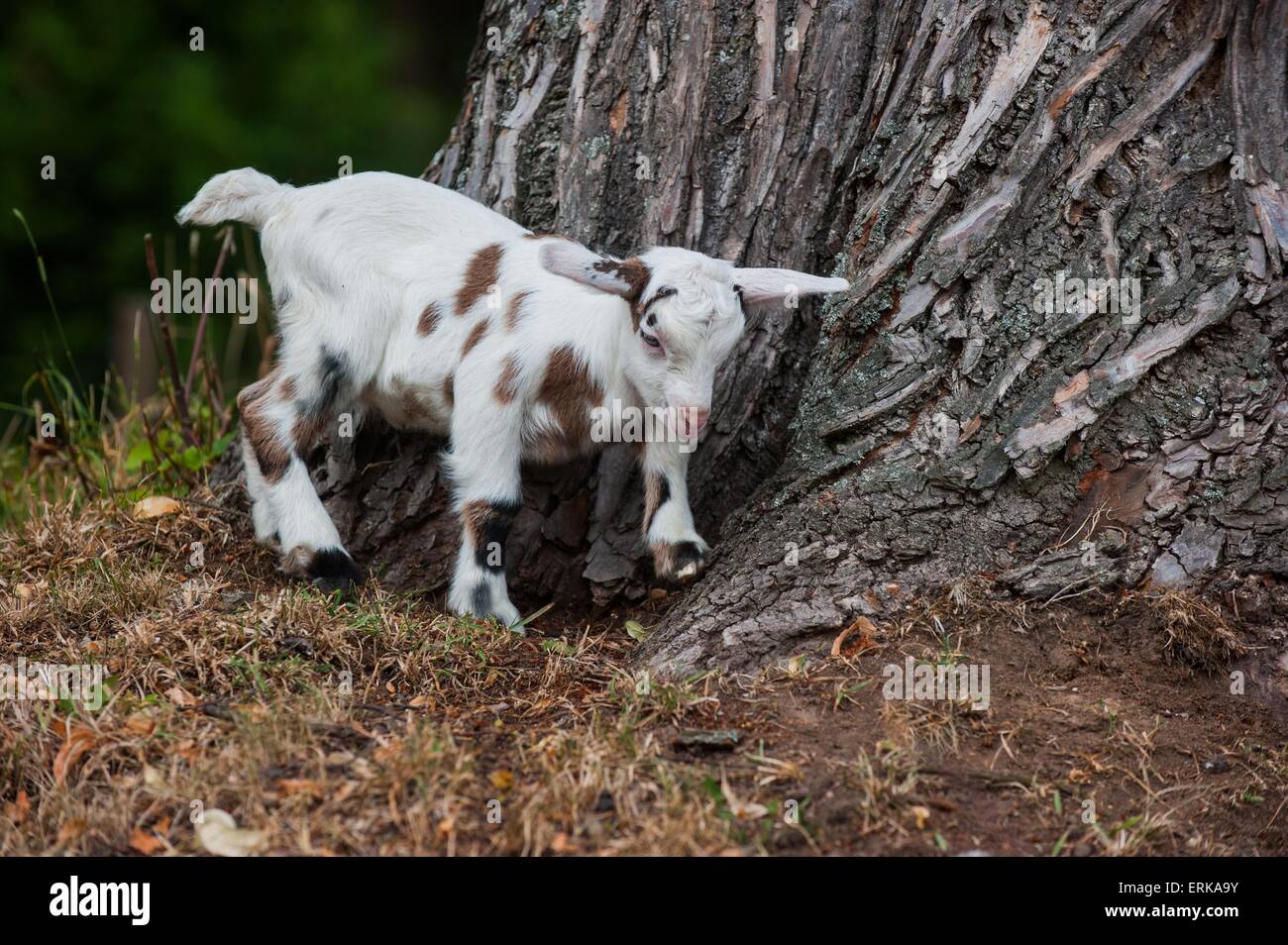 Goat walk hires stock photography and images Alamy