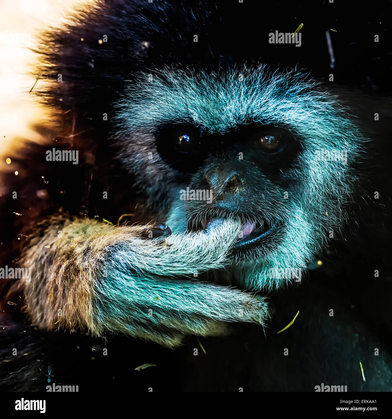 Closeup of monkey portrait in zoo Stock Photo