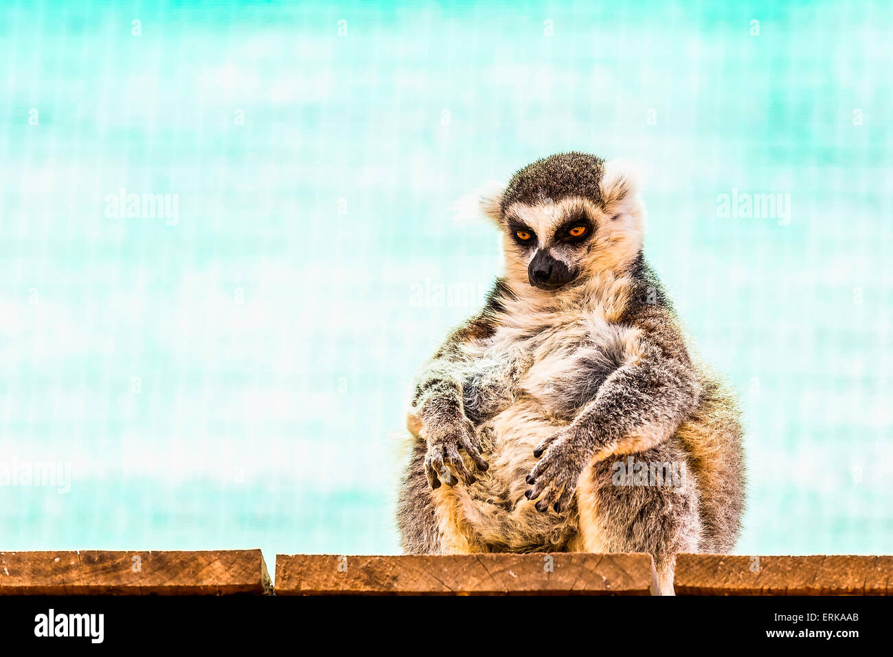Fatty funny lemur with a big belly sitting on the wood board planks in zoo on turquoise background Stock Photo