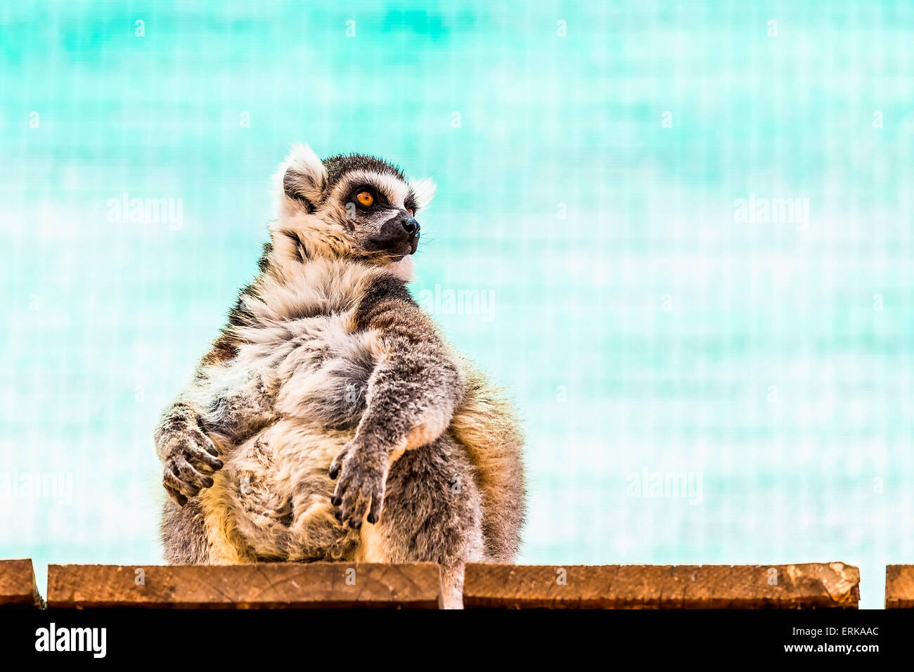 Fatty funny lemur with a big belly sitting on the wood board planks in zoo on turquoise background Stock Photo