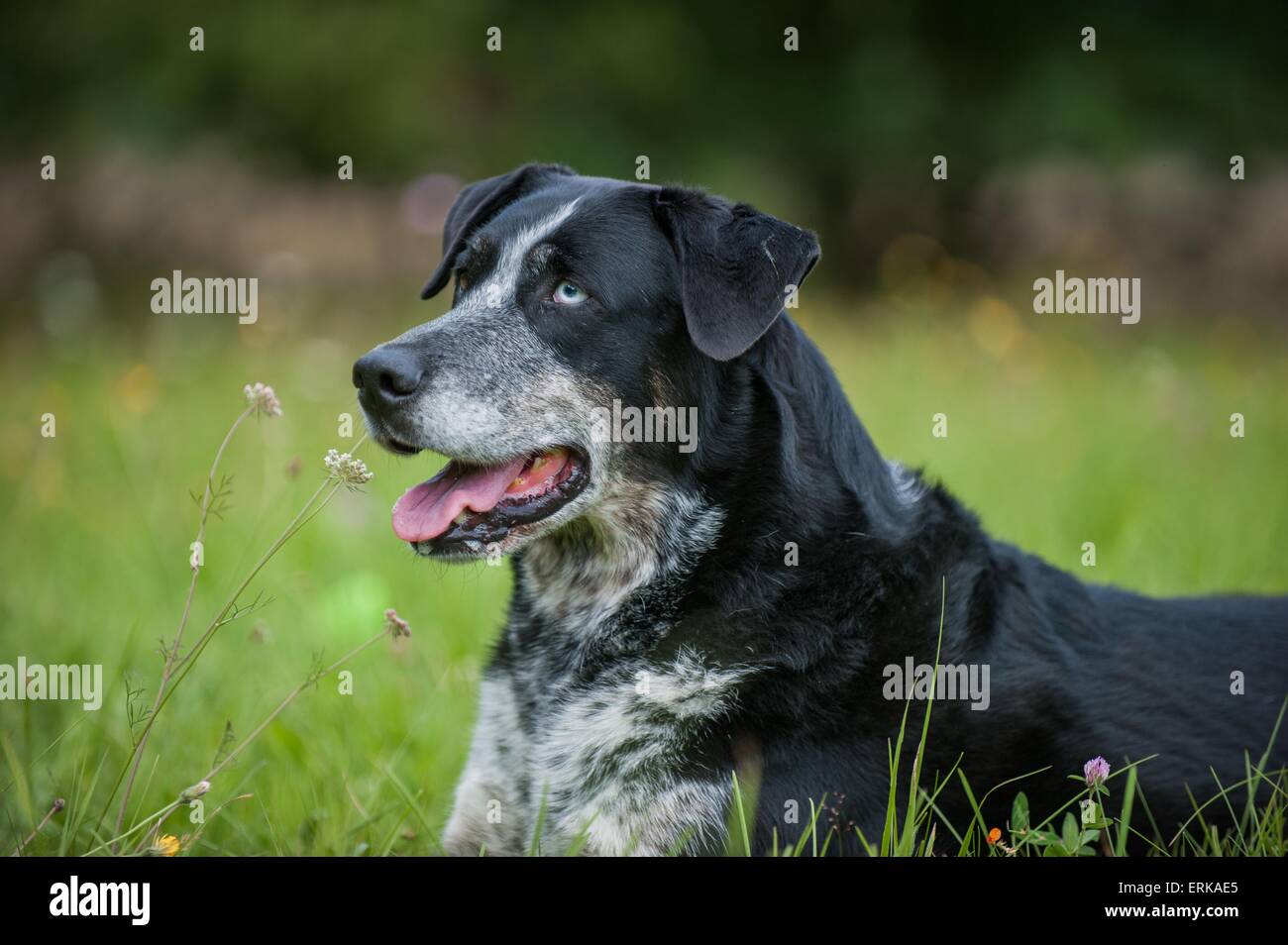 Louisiana Catahoula Leopard Dog Portrait Stock Photo - Alamy