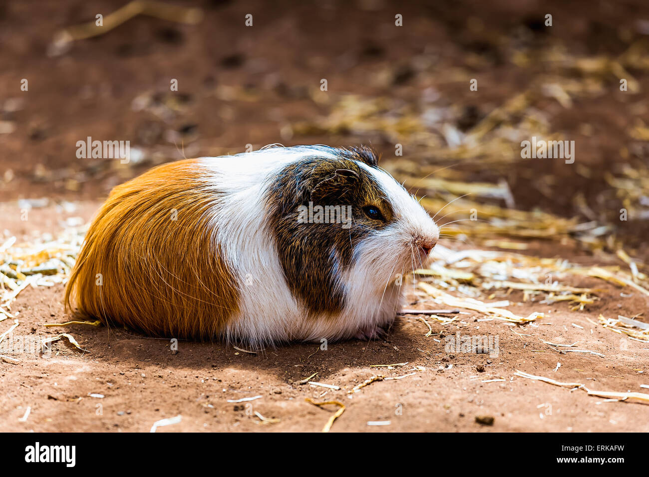 Guinea pig or hamster on the ground Stock Photo Alamy