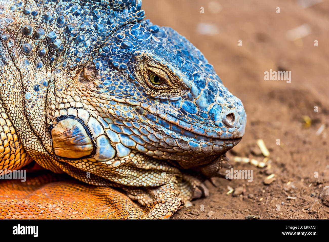 Closeup of iguana or lizard head on yellow sand in desert Stock Photo