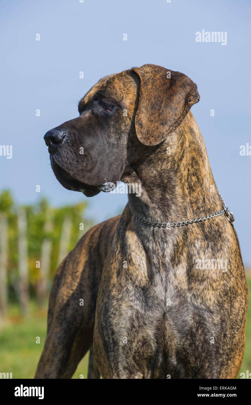 Tan and black great dane sales