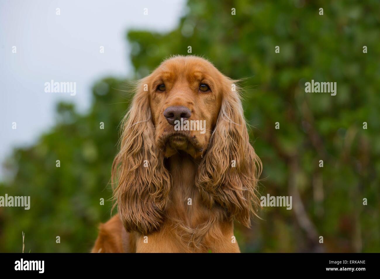 English Cocker Spaniel Portrait Stock Photo