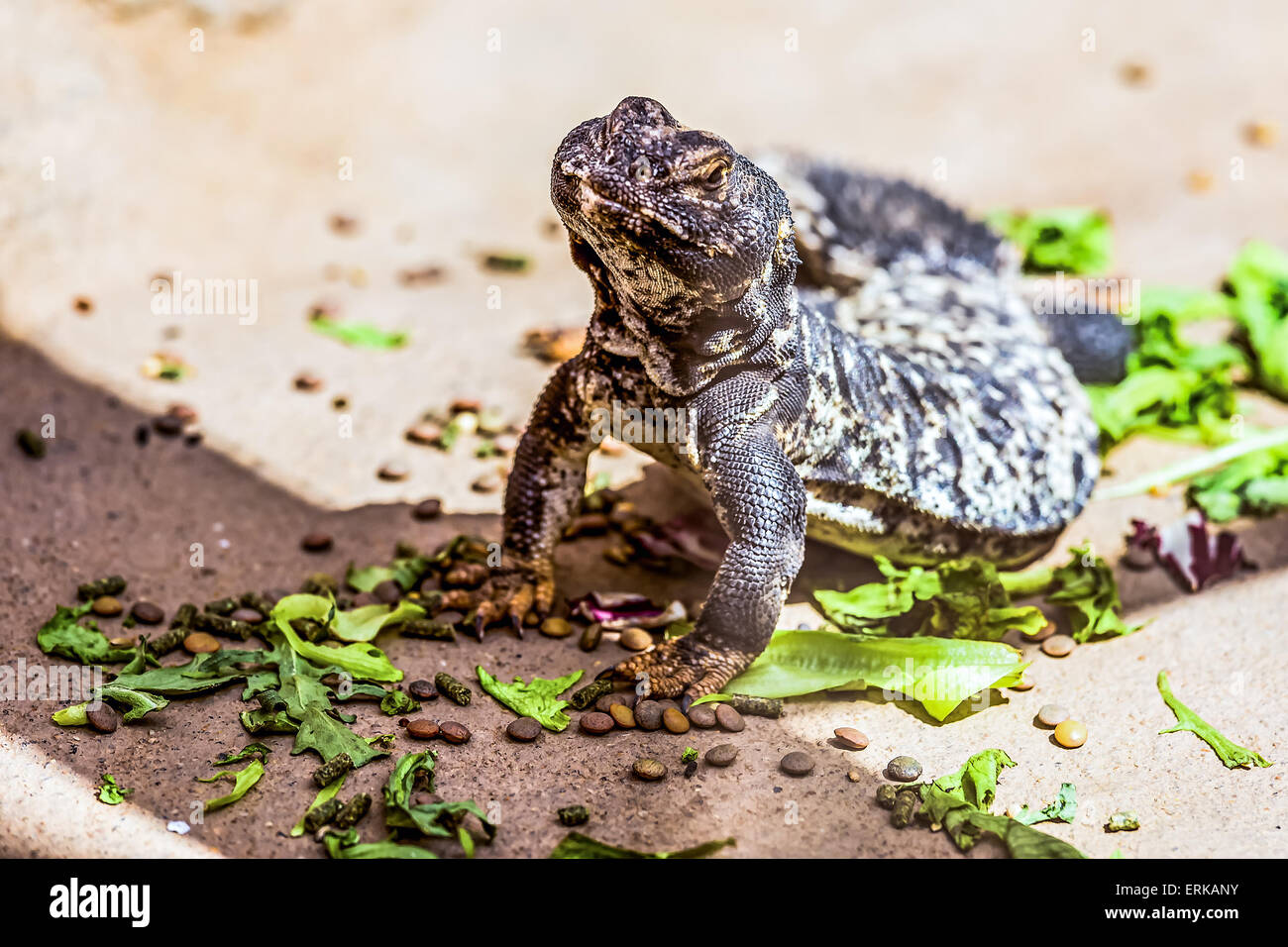 Lizard or lacertian reptile sitting on the ground Stock Photo