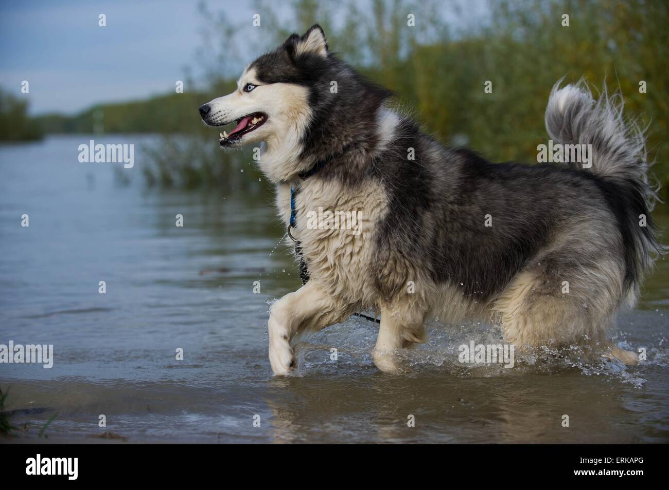 Long hair husky hires stock photography and images Alamy