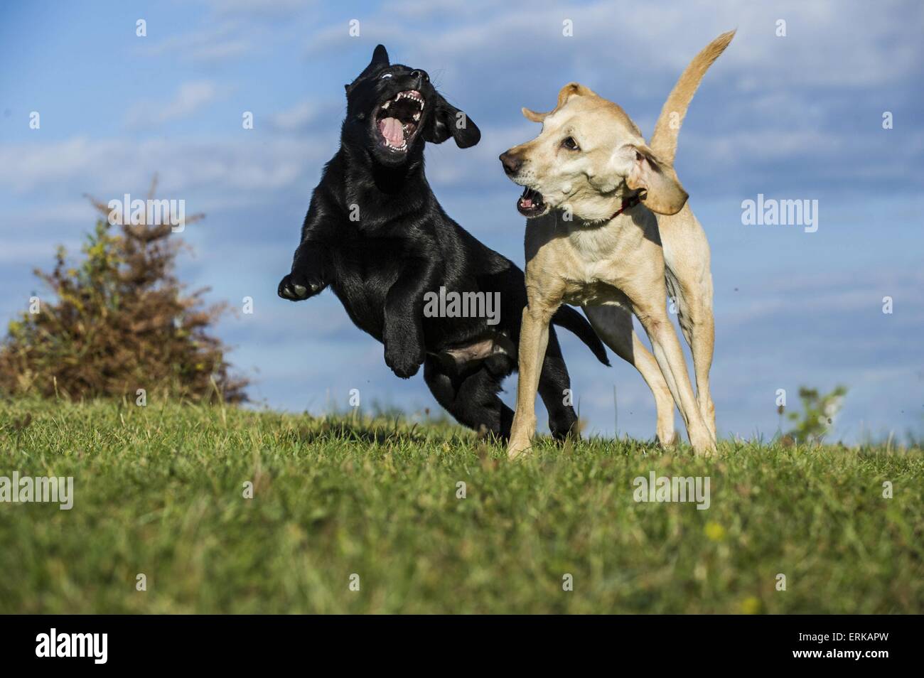 playing dogs Stock Photo