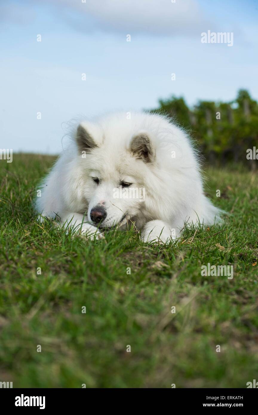 Samoyed dog lying down hires stock photography and images Alamy