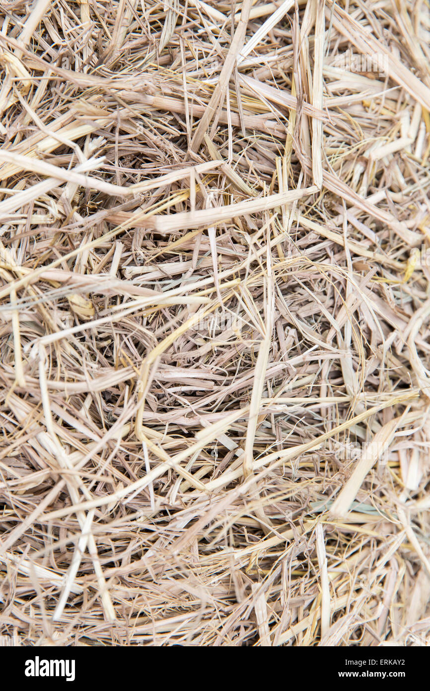 dry grass or hay texture Stock Photo Alamy